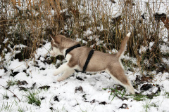 Die H-chen im Schnee