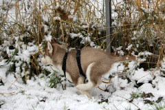 Die H-chen im Schnee