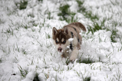 Die H-chen im Schnee