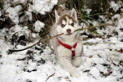 Die H-chen im Schnee