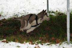 Die H-chen im Schnee