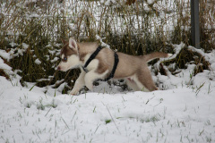 Die H-chen im Schnee