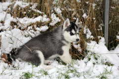 Die H-chen im Schnee