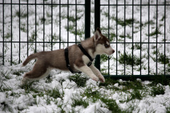 Die H-chen im Schnee