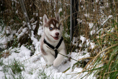 Die H-chen im Schnee
