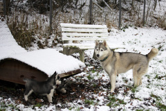 Die H-chen im Schnee