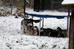 Die H-chen im Schnee