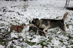 Die H-chen im Schnee