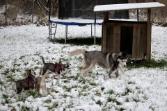 Die H-chen im Schnee