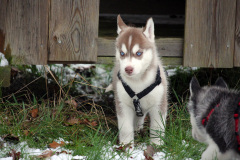 Die H-chen im Schnee