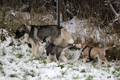 Die H-chen im Schnee