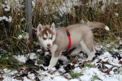 Die H-chen im Schnee