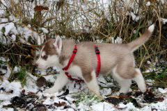 Die H-chen im Schnee