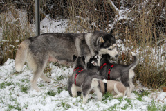 Die H-chen im Schnee