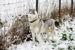 Die H-chen im Schnee