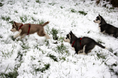 Die H-chen im Schnee