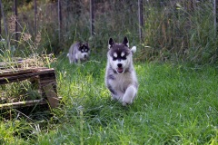 Letzter Tag im Auslauf