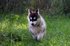 Letzter Tag im Auslauf