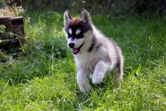 Letzter Tag im Auslauf