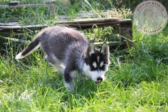 Letzter Tag im Auslauf
