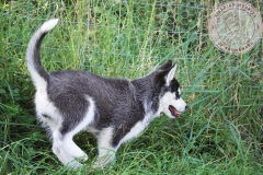 Letzter Tag im Auslauf