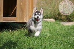 Letzter Tag im Auslauf