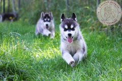 Letzter Tag im Auslauf