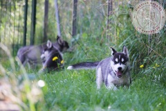 Letzter Tag im Auslauf