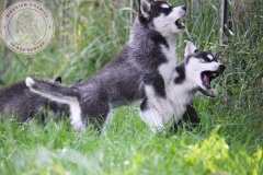 Letzter Tag im Auslauf