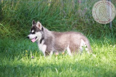 Letzter Tag im Auslauf