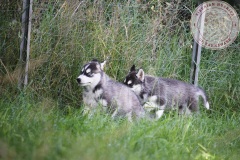 Letzter Tag im Auslauf