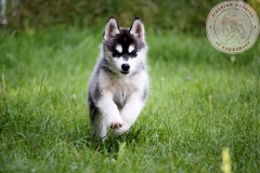 Letzter Tag im Auslauf