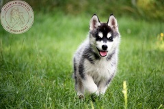 Letzter Tag im Auslauf