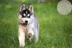 Letzter Tag im Auslauf