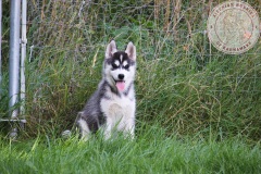 In The Dog Yard On Their Last Day Here