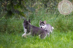 In The Dog Yard On Their Last Day Here