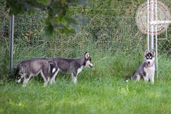In The Dog Yard On Their Last Day Here