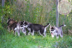In The Dog Yard On Their Last Day Here