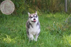 In The Dog Yard On Their Last Day Here