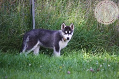 In The Dog Yard On Their Last Day Here