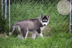 In The Dog Yard On Their Last Day Here