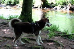 Im Eyachtal (Schwarzwald)