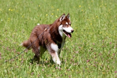 Im Eyachtal (Schwarzwald)