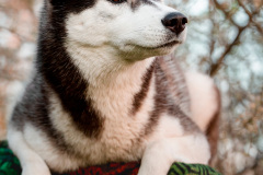Gloria Of Kahnawake "Skadi"