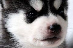 Godric Of Kahnawake "Nero"