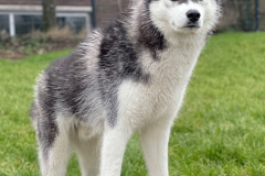 Godric Of Kahnawake "Nero"