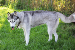 Sommertag im kühlen Auslauf