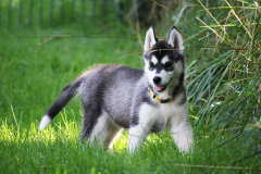 Sommertag im kühlen Auslauf
