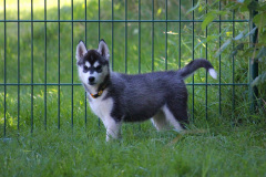 Sommertag im kühlen Auslauf