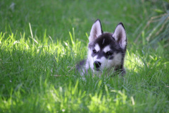 Sommertag im kühlen Auslauf